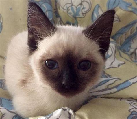 Resident Ruthie, Watson, Ophelia. . Kittens for sale denver
